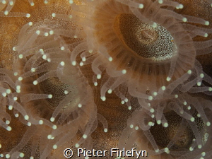 anemone by Pieter Firlefyn 